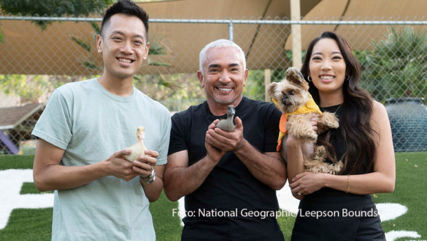 Der „Hundeflüsterer“ kann auch mit Enten umgehen. Das und vieles mehr zeigt Cesar Millan in der neuen Doku-Serie „Guter Mensch, guter Hund“, die ab heute als deutsche TV-Premiere auf National Geographic Wild zu sehen ist. (Foto: National Geographic/Leepson Bounds)
