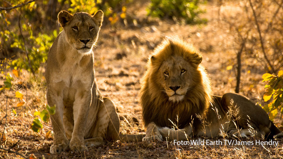 Amber Eyes sits with a male consort. (Wild Earth TV/James Hendry)