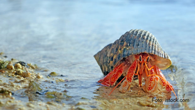 Jede Menge skurrile Kreaturen der Wildnis stehen ab morgen im Rahmen des Themenmonats „Freaky Juni“ bei National Geographic Wild auf dem Programm. Immer donnerstags ab 20:10 Uhr gibt’s dabei ein Triple Feature mit schrullige-schrägen Serienepisoden und Dokus.