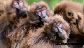 Ab dem 2. November steht bei National Geographic WILD „Afrikas Wildnis“ auf dem Programm. Jeweils sonntags zeigt der Sender drei Doku-Highlights am Stück, die die vielfältige Tierwelt des Kontinents in den Blick nehmen. Foto © Disney/Oscar Dewhurst