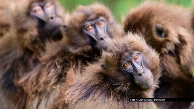 Ab dem 2. November steht bei National Geographic WILD „Afrikas Wildnis“ auf dem Programm. Jeweils sonntags zeigt der Sender drei Doku-Highlights am Stück, die die vielfältige Tierwelt des Kontinents in den Blick nehmen. Foto © Disney/Oscar Dewhurst