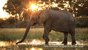 Der Sender National Geographic WILD zeigt bis Weihnachten jeden Sonntag zur Primetime drei Afrika-Dokus am Stück. Die Zuschauerinnen und Zuschauer erleben die faszinierende Tierwelt und vielfältigen Landschaften des Kontinents hautnah. (Foto: National Geographic/William Steel)