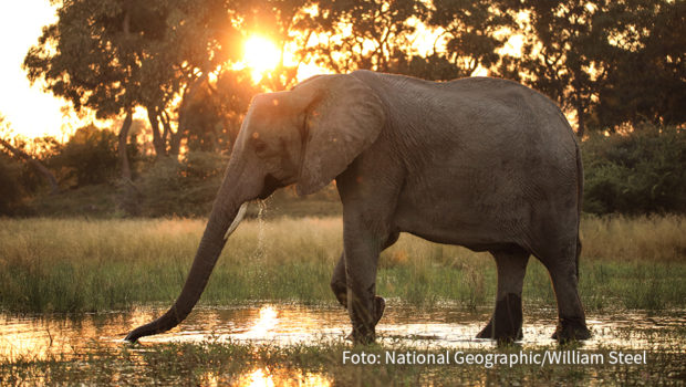 Der Sender National Geographic WILD zeigt bis Weihnachten jeden Sonntag zur Primetime drei Afrika-Dokus am Stück. Die Zuschauerinnen und Zuschauer erleben die faszinierende Tierwelt und vielfältigen Landschaften des Kontinents hautnah. (Foto: National Geographic/William Steel)