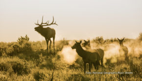 Ab dem 1. Oktober geht es bei National Geographic Wild den gesamten Oktober lang jeden Sonntag die die schönsten Nationalparks Amerikas. In packenden Dokumentationsfilmen und -serien zeigt der Sender die beindruckende Vielfalt der Flora und Fauna in den geschützten Naturlandschaften. (Foto: National Geographic/Ryan Sheets)