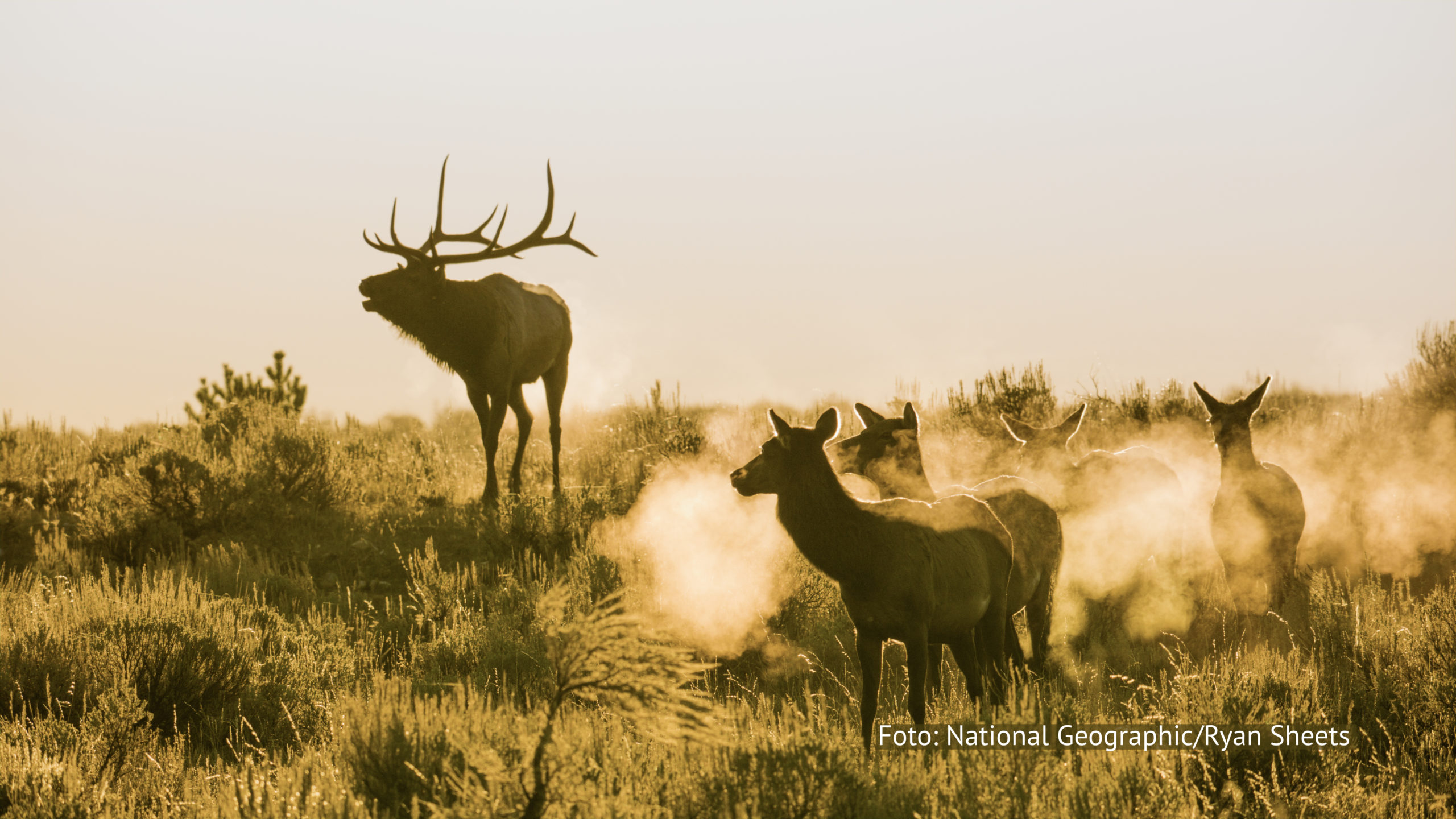 Ab dem 1. Oktober geht es bei National Geographic Wild den gesamten Oktober lang jeden Sonntag die die schönsten Nationalparks Amerikas. In packenden Dokumentationsfilmen und -serien zeigt der Sender die beindruckende Vielfalt der Flora und Fauna in den geschützten Naturlandschaften. (Foto: National Geographic/Ryan Sheets)