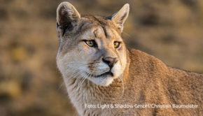Der Doku-Sender National Geographic WILD geht auf Entdeckungstour durch das achtgrößte Land der Erde. Die neue Serie „Argentinien: Land der Extreme“ erforscht atemberaubende Naturwunder – von den Iguazú-Wasserfällen bis hin zum Aconcagua, dem höchsten Berg Südamerikas. (Foto: Light & Shadow GmbH/Christian Baumeister)