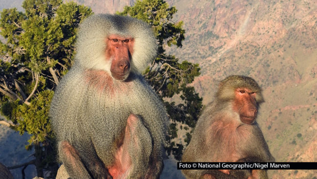 Im März rückt National Geographic WILD die unberührte Natur Asiens in den Fokus. Zur Primetime stehen sonntags beeindruckende Dokus über die vielfältigen Landschaften und Tierwelten des Kontinents auf dem Programm. Den Auftakt macht die deutsche TV-Premiere von „Wildes Arabien“. (Foto: National Geographic/Nigel Marven)