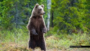 HP_Auf den Spuren der Bären_Foto_istockphoto