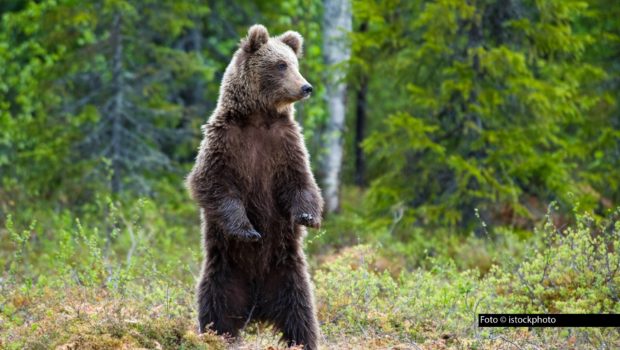 HP_Auf den Spuren der Bären_Foto_istockphoto