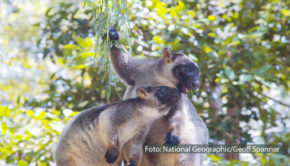Am 26. Januar ist in Australien Nationalfeiertag und National Geographic WILD feiert mit. Ab 15:00 Uhr zeigt der Doku-Sender im Rahmen des „Australia Day“ tierische Doku-Highlights, darunter die deutsche Premiere von „Australiens uralte Wildnis“. (Foto: National Geographic/Geoff Spanner)