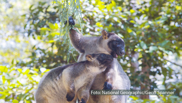Am 26. Januar ist in Australien Nationalfeiertag und National Geographic WILD feiert mit. Ab 15:00 Uhr zeigt der Doku-Sender im Rahmen des „Australia Day“ tierische Doku-Highlights, darunter die deutsche Premiere von „Australiens uralte Wildnis“. (Foto: National Geographic/Geoff Spanner)