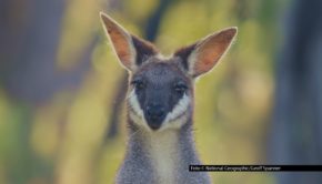 Foto © National Geographic/Geoff Spanner