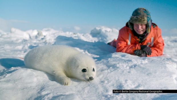Mit Drohne, Kamera und einer guten Portion Neugier erkundet Filmemacher Bertie Gregory wildesten Orte der Erde. Diesen Winter zeigt National Geographic WILD seine beeindruckendsten Naturabenteuer in einer besonderen Programmreihe. Foto © Bertie Gregory/National Geographic