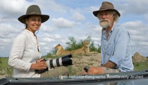 Ab heute läuft beim Doku-Sender National Geographic Wild der „Big Cat Februar“. Auf dem Programm stehen zahlreiche neue Dokumentationen rund um Löwen, Tiger, Leoparden und Co. Ganz vorne mit der Kamera dabei sind die bekannten Großkatzen-Experten Beverly und Dereck Joubert. (Foto: National Geographic Wild/Beverly Joubert)