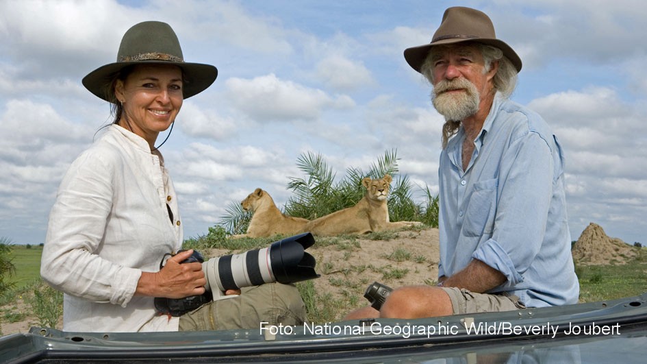 Ab heute läuft beim Doku-Sender National Geographic Wild der „Big Cat Februar“. Auf dem Programm stehen zahlreiche neue Dokumentationen rund um Löwen, Tiger, Leoparden und Co. Ganz vorne mit der Kamera dabei sind die bekannten Großkatzen-Experten Beverly und Dereck Joubert. (Foto: National Geographic Wild/Beverly Joubert)
