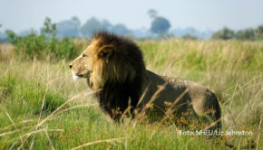 Den Februar widmet der Doku-Sender National Geographic WILD traditionell den faszinierenden und zugleich gefürchteten Großkatzen dieser Erde. Im diesjährigen „Big Cat Februar“ stehen immer freitags um 20:15 Uhr drei Highlights am Stück auf dem Sendeplan. (Foto: NHFU/Liz Johnston)