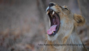National Geographic Wild widmet diesen Monat sein Programm den Großkatzen dieser Erde. Unter dem Titel „Big Cat Februar“ zeigt der Sender jeden Dienstag ab 20:15 Uhr verschiedene Doku-Highlights, in denen Löwen, Tiger, Leoparden und Co. die Hauptrollen übernehmen. (Foto: National Geographic/Aishwarya Sridhar)