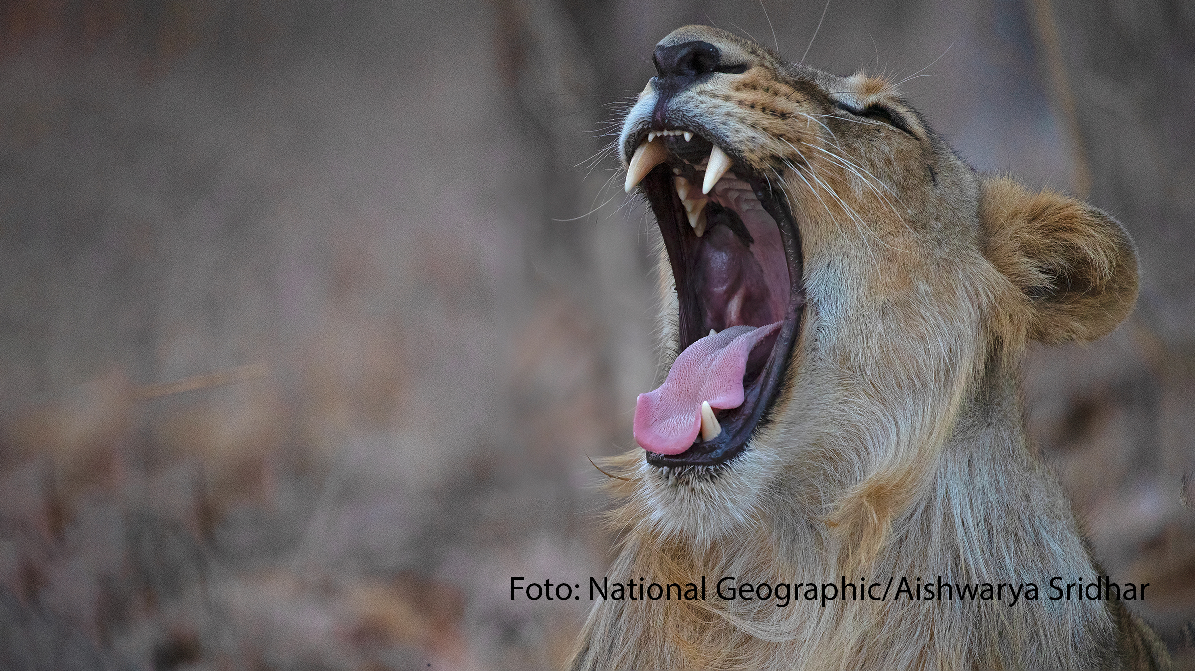 National Geographic Wild widmet diesen Monat sein Programm den Großkatzen dieser Erde. Unter dem Titel „Big Cat Februar“ zeigt der Sender jeden Dienstag ab 20:15 Uhr verschiedene Doku-Highlights, in denen Löwen, Tiger, Leoparden und Co. die Hauptrollen übernehmen. (Foto: National Geographic/Aishwarya Sridhar)