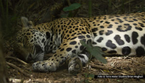 Im „Big Cat Februar“ widmet sich National Geographic WILD einen Monat lang einigen der faszinierendsten Raubkatzen der Welt. Dabei feiert die Doku „Am Strand der Jaguare“ ihre deutsche TV-Premiere. Hinzu kommen weitere spannende Filme über Löwen, Tiger, Leoparden und Co. (Foto: Terra Mater Studios/Brian Moghari)