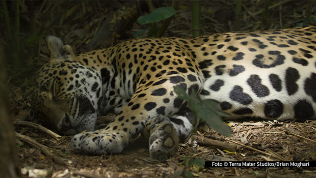 Im „Big Cat Februar“ widmet sich National Geographic WILD einen Monat lang einigen der faszinierendsten Raubkatzen der Welt. Dabei feiert die Doku „Am Strand der Jaguare“ ihre deutsche TV-Premiere. Hinzu kommen weitere spannende Filme über Löwen, Tiger, Leoparden und Co. (Foto: Terra Mater Studios/Brian Moghari)