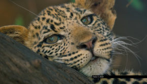 Löwen, Tiger, Leoparden und Co. stehen ab morgen im Fokus bei National Geographic WILD. Im Rahmen des Specials „Big Cat Februar“ widmet sich der Sender einen ganzen Monat lang verschiedenen majestätischen Raubkatzen – und präsentiert gleich mehrere Erstausstrahlungen. (Foto © ZED)