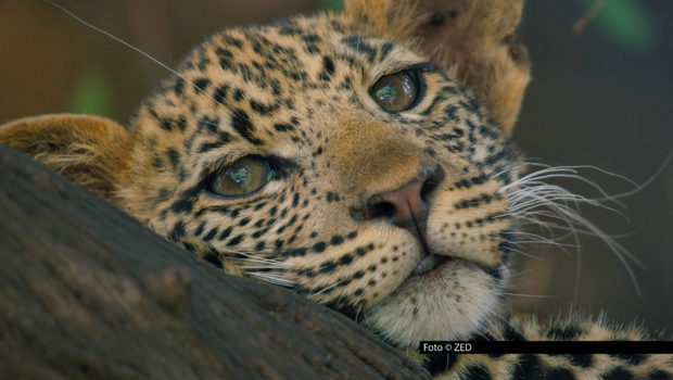 Löwen, Tiger, Leoparden und Co. stehen ab morgen im Fokus bei National Geographic WILD. Im Rahmen des Specials „Big Cat Februar“ widmet sich der Sender einen ganzen Monat lang verschiedenen majestätischen Raubkatzen – und präsentiert gleich mehrere Erstausstrahlungen. (Foto © ZED)