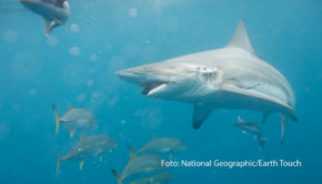 In diesem Monat legt der Doku-Sender National Geographic Wild einen Programmschwerpunkt auf Tiere, die besonders durch den Einsatz von Klauen und Zähnen beeindrucken. Am Wochenende startet der „Mai mit Biss“. (Foto: National Geographic/Earth Touch)