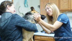 National Geographic Wild startet am Wochenende die neue Doku-Serie „Amerikas Tierärzte“. Zu den Protagonisten gehört die Veterinärin Dr. Michelle Oakley, die im Yukon-Gebiet an der Grenze zwischen Alaska und Kanada praktiziert. (Foto: National Geographic/Lucky Dog Films)