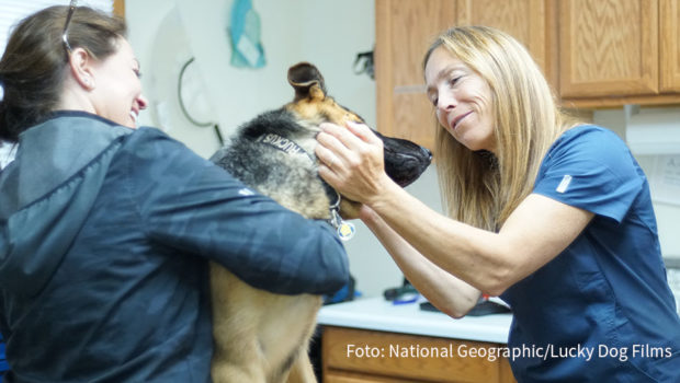 National Geographic Wild startet am Wochenende die neue Doku-Serie „Amerikas Tierärzte“. Zu den Protagonisten gehört die Veterinärin Dr. Michelle Oakley, die im Yukon-Gebiet an der Grenze zwischen Alaska und Kanada praktiziert. (Foto: National Geographic/Lucky Dog Films)