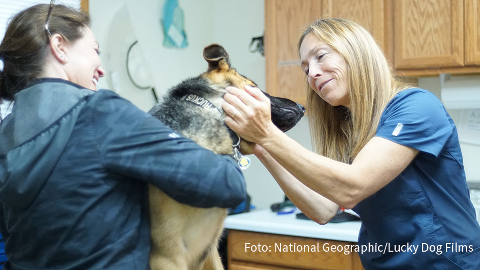 National Geographic Wild startet am Wochenende die neue Doku-Serie „Amerikas Tierärzte“. Zu den Protagonisten gehört die Veterinärin Dr. Michelle Oakley, die im Yukon-Gebiet an der Grenze zwischen Alaska und Kanada praktiziert. (Foto: National Geographic/Lucky Dog Films)