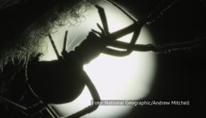 Bei National Geographic WILD steigt am 31. Oktober eine schaurig-schöne „Bloody Halloween“-Feier. Ab 12:00 Uhr zeigt der Sender die unheimlichsten und zugleich spannendsten Doku-Highlights rund um den gruseligen Feiertag. (Foto: National Geographic/Andrew Mitchell)