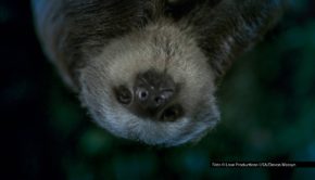Der Sender National Geographic WILD feiert am 31. Oktober ab 22:35 Uhr „Bloody Halloween“. Im schaurig-schönen Abendprogramm warten insgesamt neun Doku-Formate am Stück, die spannende, gruselige und tierische Highlights präsentieren. Foto © Love Productions USA/Devon Massyn