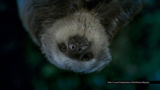 Der Sender National Geographic WILD feiert am 31. Oktober ab 22:35 Uhr „Bloody Halloween“. Im schaurig-schönen Abendprogramm warten insgesamt neun Doku-Formate am Stück, die spannende, gruselige und tierische Highlights präsentieren. Foto © Love Productions USA/Devon Massyn