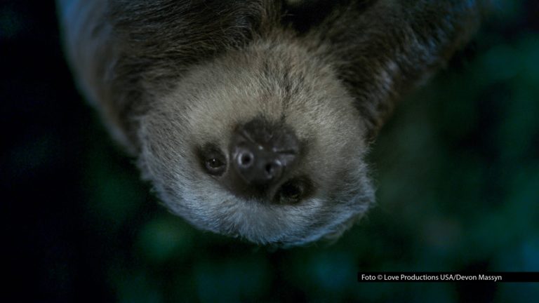 Der Sender National Geographic WILD feiert am 31. Oktober ab 22:35 Uhr „Bloody Halloween“. Im schaurig-schönen Abendprogramm warten insgesamt neun Doku-Formate am Stück, die spannende, gruselige und tierische Highlights präsentieren. Foto © Love Productions USA/Devon Massyn