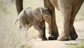 Am Samstag, den 23. März, startet bei National Geographic WILD „Born Wild: Das Tierbaby-Wochenende“. Zwei Tage am Stück dreht sich bei dem Sender alles um die jüngsten Bewohner des Tierreichs, ganz gleich ob kleines Kätzchen oder 100 Kilo leichtes Elefantenbaby. (Foto: Disney+)