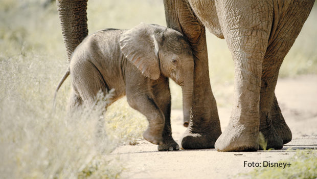 Am Samstag, den 23. März, startet bei National Geographic WILD „Born Wild: Das Tierbaby-Wochenende“. Zwei Tage am Stück dreht sich bei dem Sender alles um die jüngsten Bewohner des Tierreichs, ganz gleich ob kleines Kätzchen oder 100 Kilo leichtes Elefantenbaby. (Foto: Disney+)