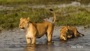 Die Dokumentation „Botswana: Zum Kämpfen geboren“ zeigt am 27. August um 20:15 Uhr bei National Geographic WILD den harten Überlebenskampf junger Löwen und Elefanten in der Wildnis von Botswana. (Foto: NHFU)