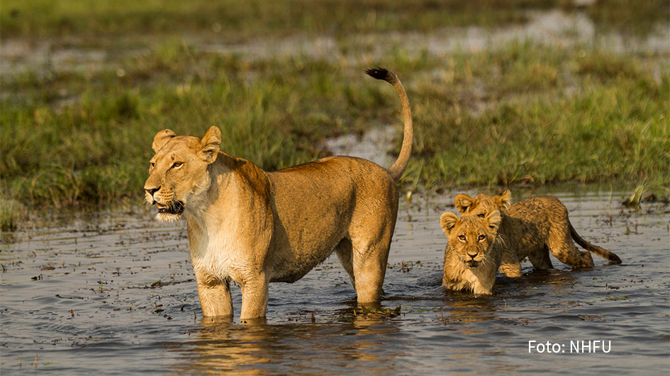 Die Dokumentation „Botswana: Zum Kämpfen geboren“ zeigt am 27. August um 20:15 Uhr bei National Geographic WILD den harten Überlebenskampf junger Löwen und Elefanten in der Wildnis von Botswana. (Foto: NHFU)