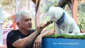 Als deutsche TV-Premiere zeigt National Geographic ab dem 16. Februar die dritte Staffel der Doku-Serie „Guter Mensch, guter Hund“ rund um die Arbeit des kalifornischen Hundetrainers Cesar Millan. Er steht wieder überforderten Hundebesitzerinnen und -besitzern mit Rat und Tat zur Seite. (Foto: National Geographic)