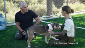 Cesar Millan kehrt diesen Herbst mit der vierten Staffel seiner Serie „Cesar Millan: Guter Mensch, Guter Hund“ zurück. Ab dem 4. September ist sie auf National Geographic WILD zu sehen. Auch in den neuen Folgen zeigt Millan, wie wichtig das Verhalten von Hundebesitzern für ihre Vierbeiner ist und gibt hilfreiche Tipps für ein besseres Zusammenleben. (Foto: National Geographic)