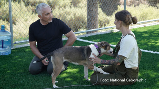 Cesar Millan kehrt diesen Herbst mit der vierten Staffel seiner Serie „Cesar Millan: Guter Mensch, Guter Hund“ zurück. Ab dem 4. September ist sie auf National Geographic WILD zu sehen. Auch in den neuen Folgen zeigt Millan, wie wichtig das Verhalten von Hundebesitzern für ihre Vierbeiner ist und gibt hilfreiche Tipps für ein besseres Zusammenleben. (Foto: National Geographic)
