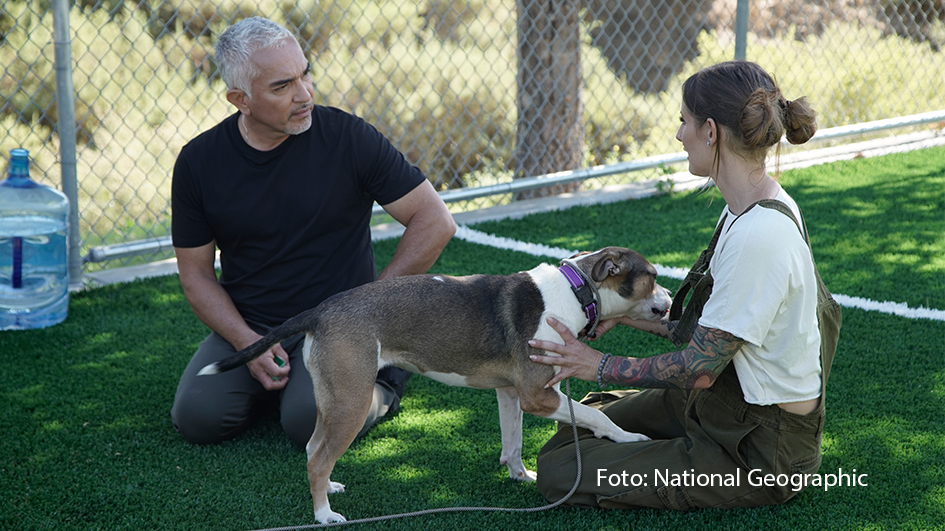 Cesar Millan kehrt diesen Herbst mit der vierten Staffel seiner Serie „Cesar Millan: Guter Mensch, Guter Hund“ zurück. Ab dem 4. September ist sie auf National Geographic WILD zu sehen. Auch in den neuen Folgen zeigt Millan, wie wichtig das Verhalten von Hundebesitzern für ihre Vierbeiner ist und gibt hilfreiche Tipps für ein besseres Zusammenleben. (Foto: National Geographic)