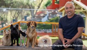 Das neue Programmjahr leitet National Geographic u.a. mit der zweiten Staffel der Doku-Serie „Cesar Millan: Guter Mensch, guter Hund“ ein. Die zwölf neuen Folgen rund um die Arbeit des kalifornischen Hundetrainers sind ab dem 5. Januar 2023 in deutscher Erstausstrahlung zu sehen. (Foto: National Geographic/Lydia Thompson)
