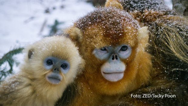 Die neue Doku-Serie „Chinas wildes Tierreich“ zeigt bildstarke Einblicke in die beeindruckende Artenvielfalt im Reich der Mitte. Dabei beleuchtet sie die Herausforderungen, denen die Tiere dort tagtäglich begegnen. Zu sehen gibt‘s die erste Folge am 21. Juli bei National Geographic WILD. (Foto: ZED/Jacky Poon)