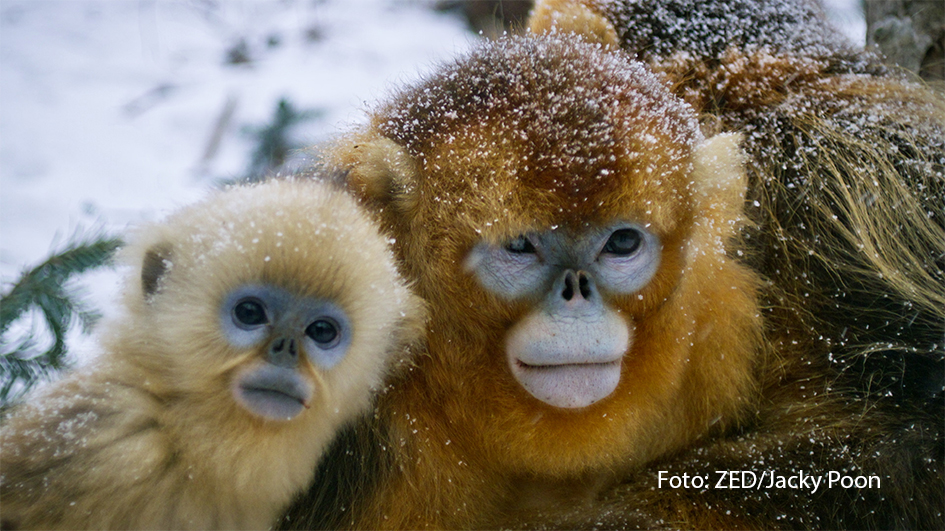 Die neue Doku-Serie „Chinas wildes Tierreich“ zeigt bildstarke Einblicke in die beeindruckende Artenvielfalt im Reich der Mitte. Dabei beleuchtet sie die Herausforderungen, denen die Tiere dort tagtäglich begegnen. Zu sehen gibt‘s die erste Folge am 21. Juli bei National Geographic WILD. (Foto: ZED/Jacky Poon)