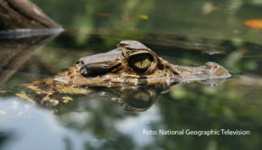 Der Oktober wird bei National Geographic Wild bissig. Ab dem 16. Oktober widmet sich der Doku-Sender nämlich eine ganze Woche lang Krokodilen, Alligatoren und Co. Im „Croctober“ gibt’s zahlreiche Doku-Highlights rund um die schuppigen Riesenechsen. (Foto: National Geographic Television)