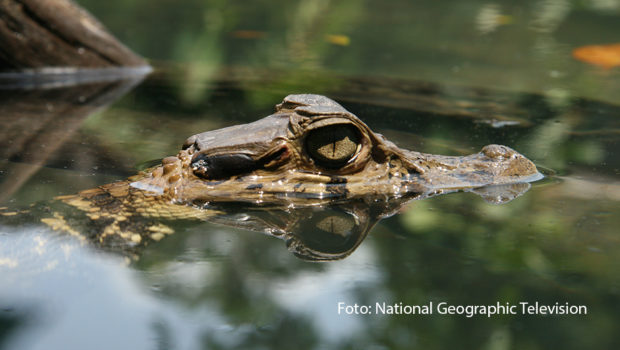 Der Oktober wird bei National Geographic Wild bissig. Ab dem 16. Oktober widmet sich der Doku-Sender nämlich eine ganze Woche lang Krokodilen, Alligatoren und Co. Im „Croctober“ gibt’s zahlreiche Doku-Highlights rund um die schuppigen Riesenechsen. (Foto: National Geographic Television)