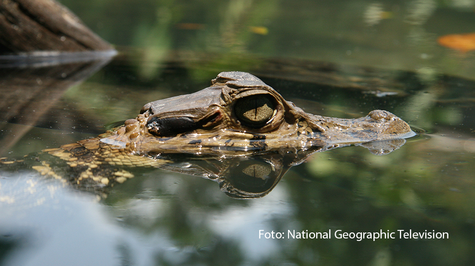 Der Oktober wird bei National Geographic Wild bissig. Ab dem 16. Oktober widmet sich der Doku-Sender nämlich eine ganze Woche lang Krokodilen, Alligatoren und Co. Im „Croctober“ gibt’s zahlreiche Doku-Highlights rund um die schuppigen Riesenechsen. (Foto: National Geographic Television)