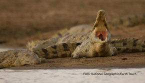 Bei National Geographic Wild herrscht ab dem 16. Oktober Krokodil-Alarm. Eine ganze Woche lang begibt sich der Sender auf die Spuren großer und kleiner Echsen. Zu sehen gibt’s Doku-Highlights wie „Krokodil vs. Alligator“, „Australiens Riesen-Krokodile“ oder „Invasion der Krokodile“. (Foto: National Geographic/Earth Touch)