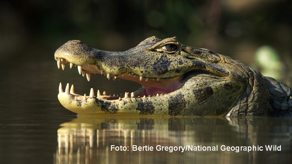 Pantanal, Brazil - CU of Caiman in the water (Bertie Gregory)